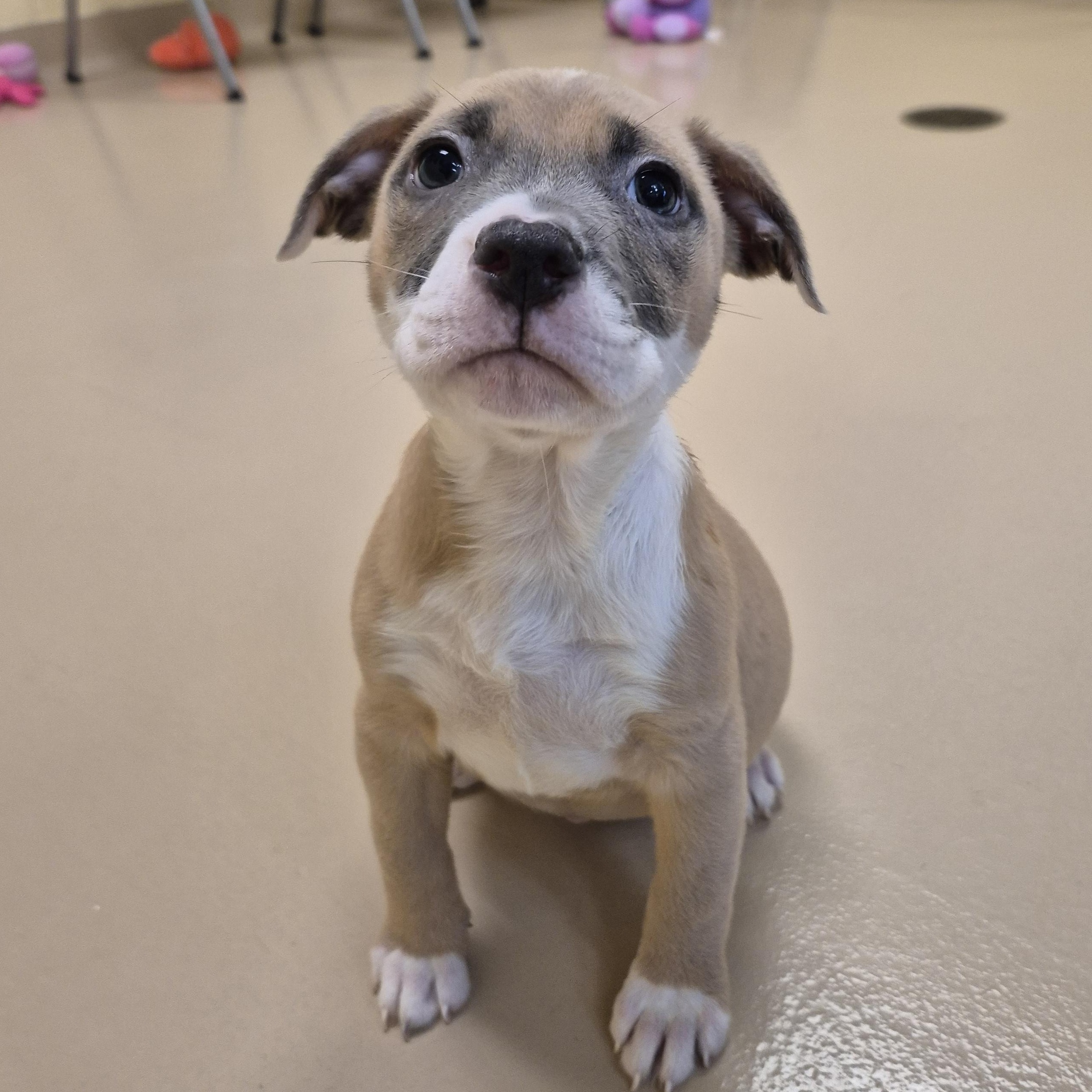 Regia, ADOPTABLE, Young Female Pit Bull Terrier.