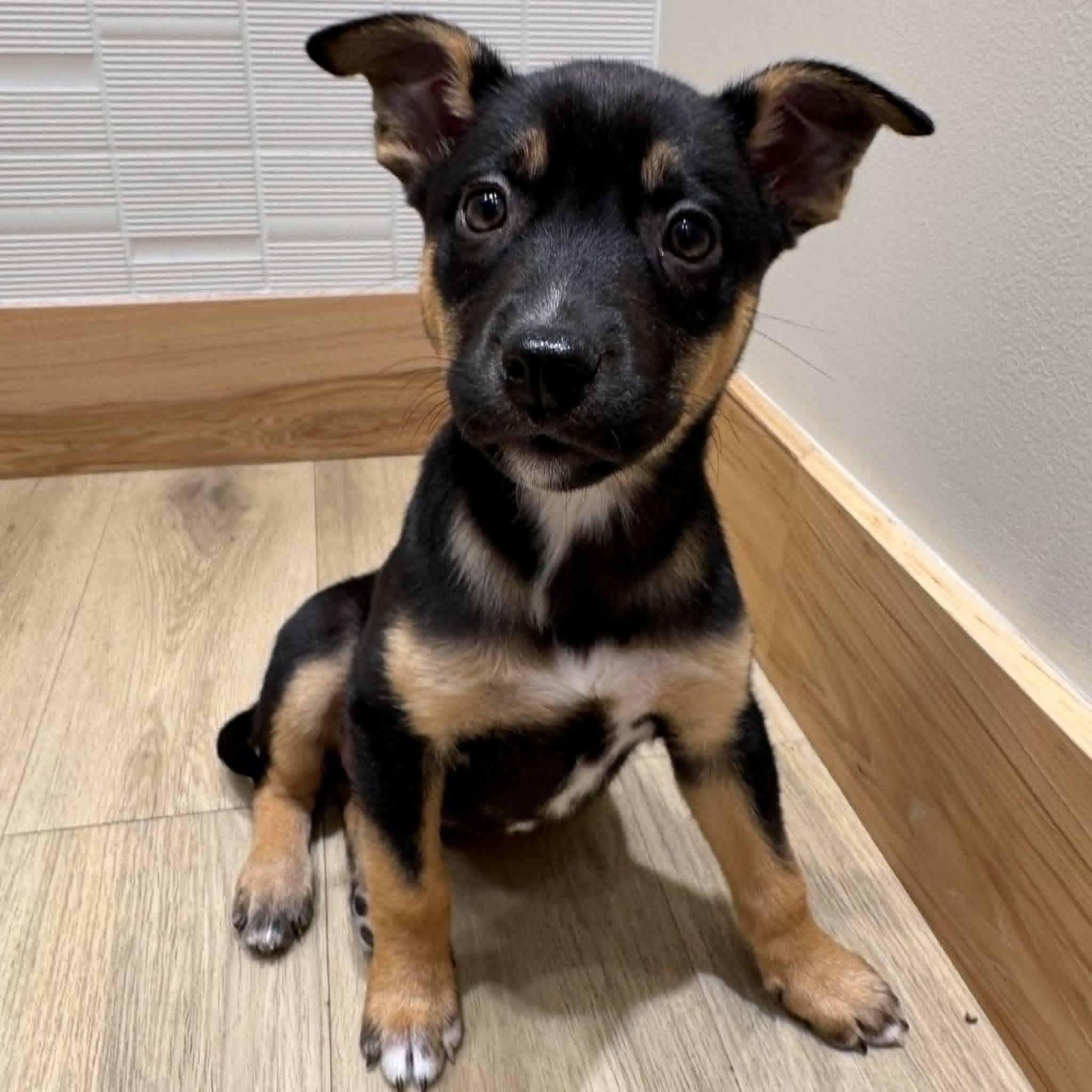 Enlarge Briar, a Adoptable mixed breed in Houston, TX image 2/4