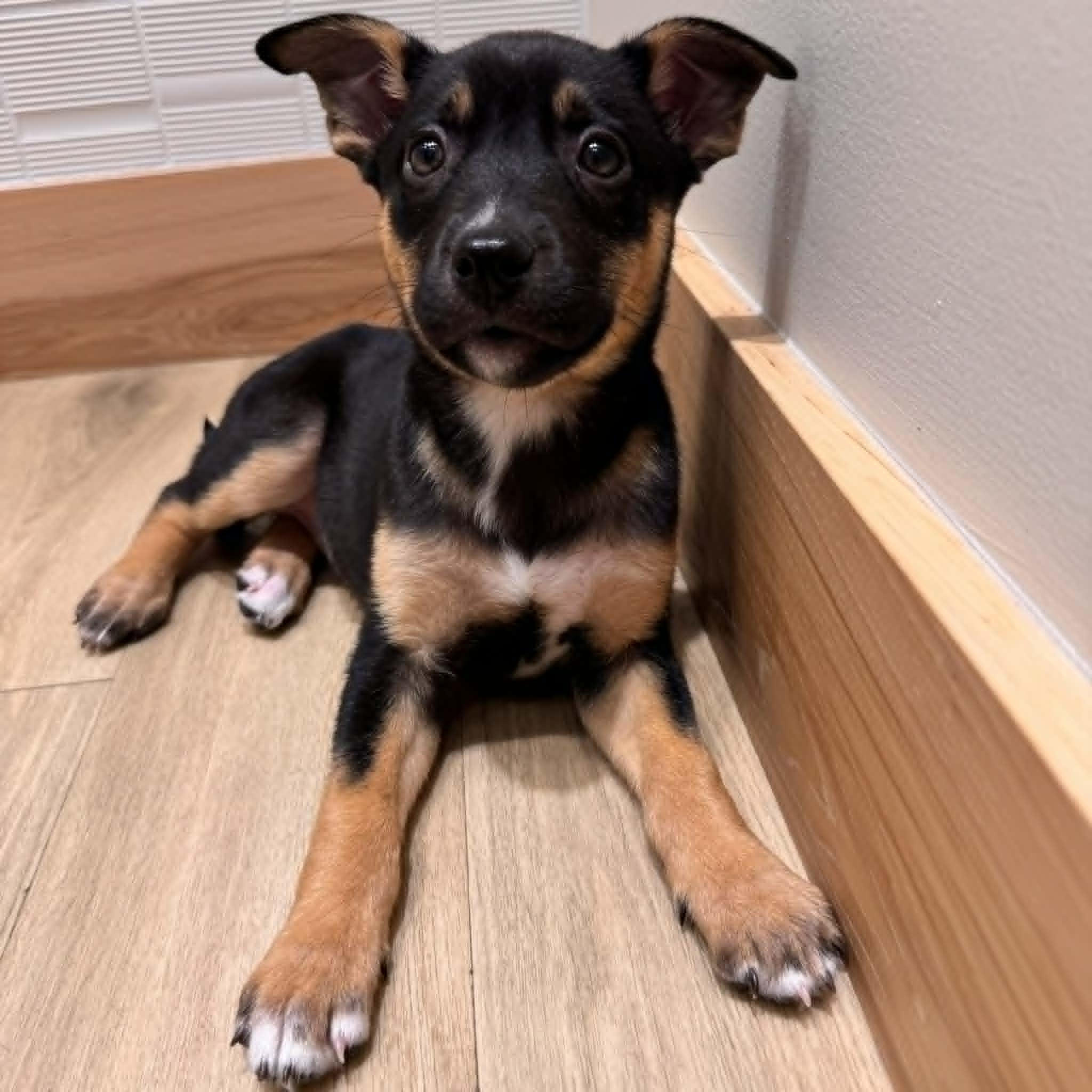 Enlarge Briar, a Adoptable mixed breed in Houston, TX image 3/4