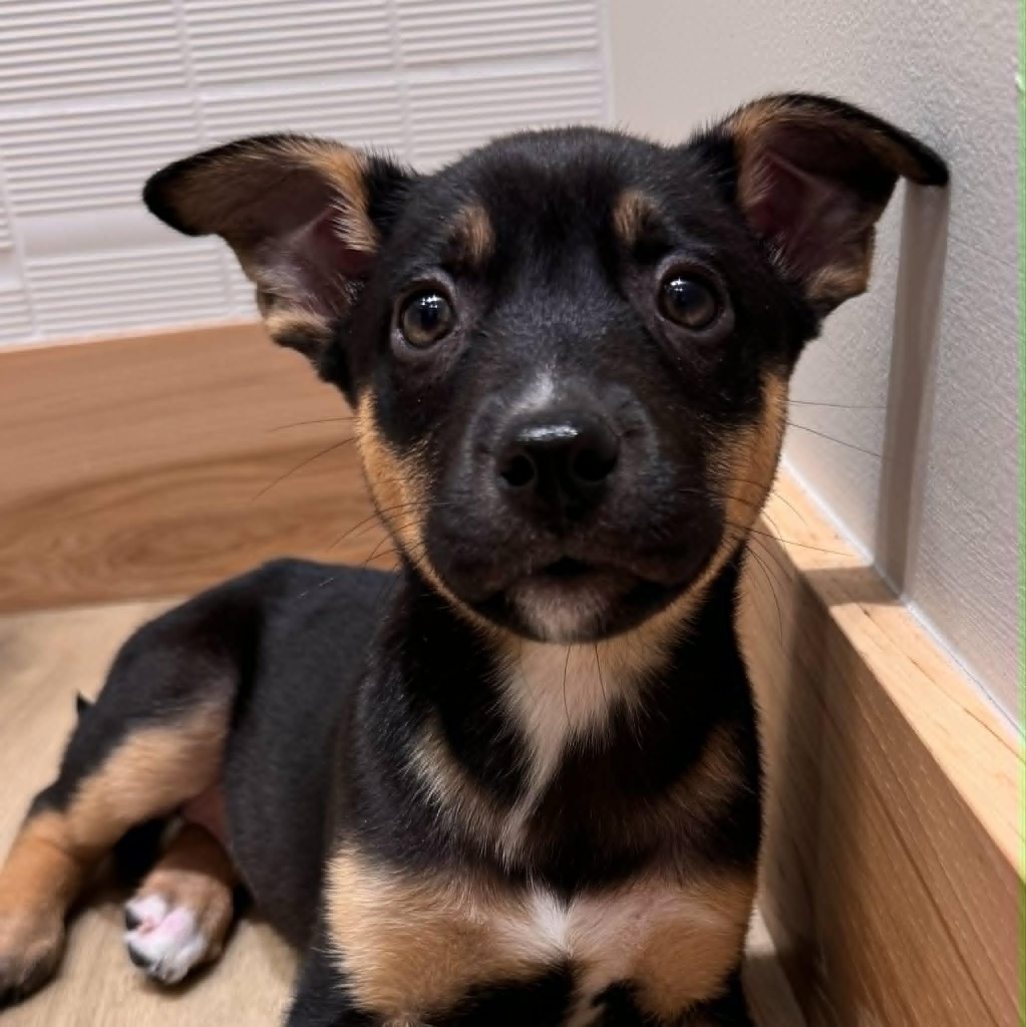 Enlarge Briar, a Adoptable mixed breed in Houston, TX image 1/4