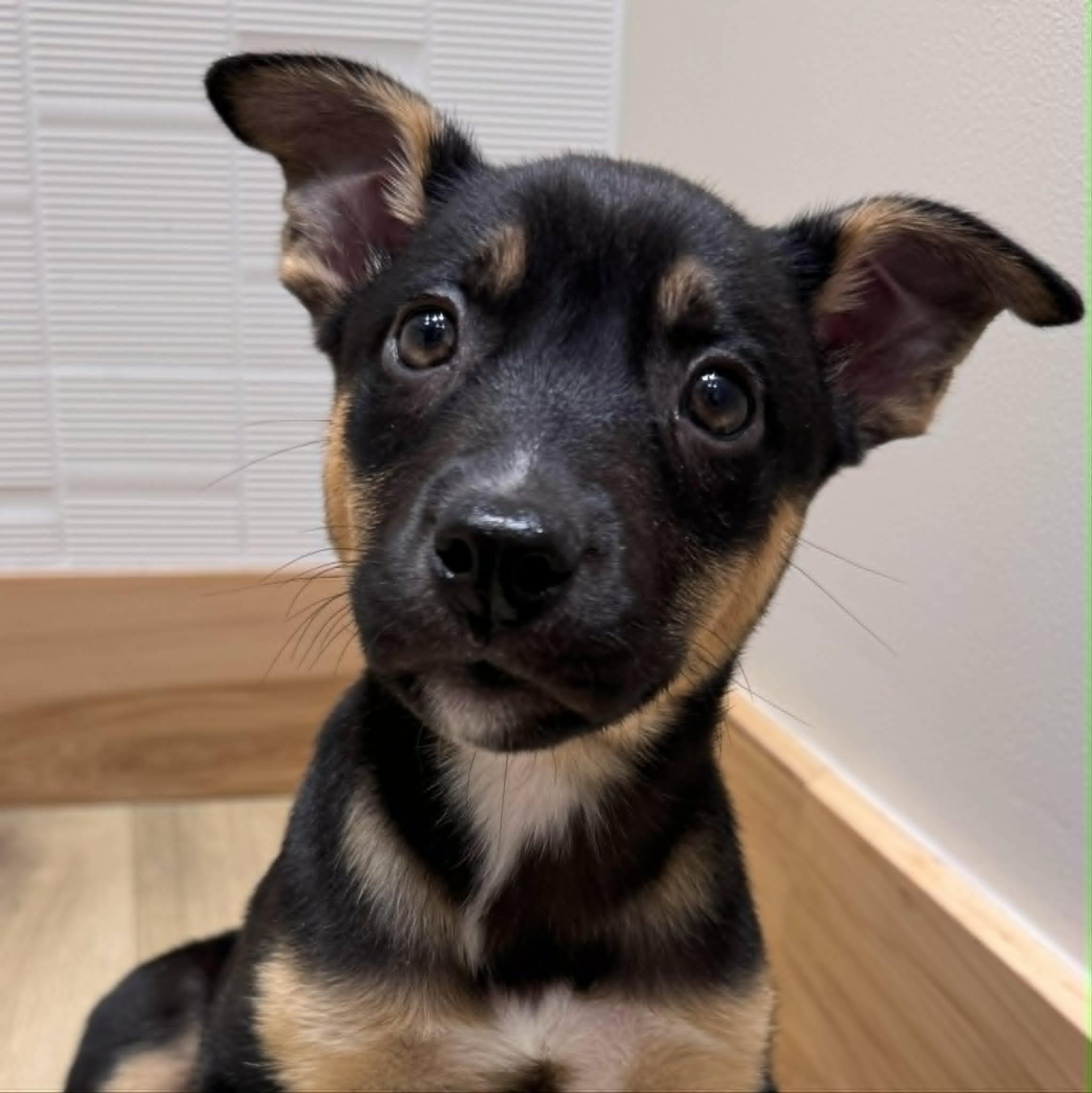 Enlarge Briar, a Adoptable mixed breed in Houston, TX image 4/4