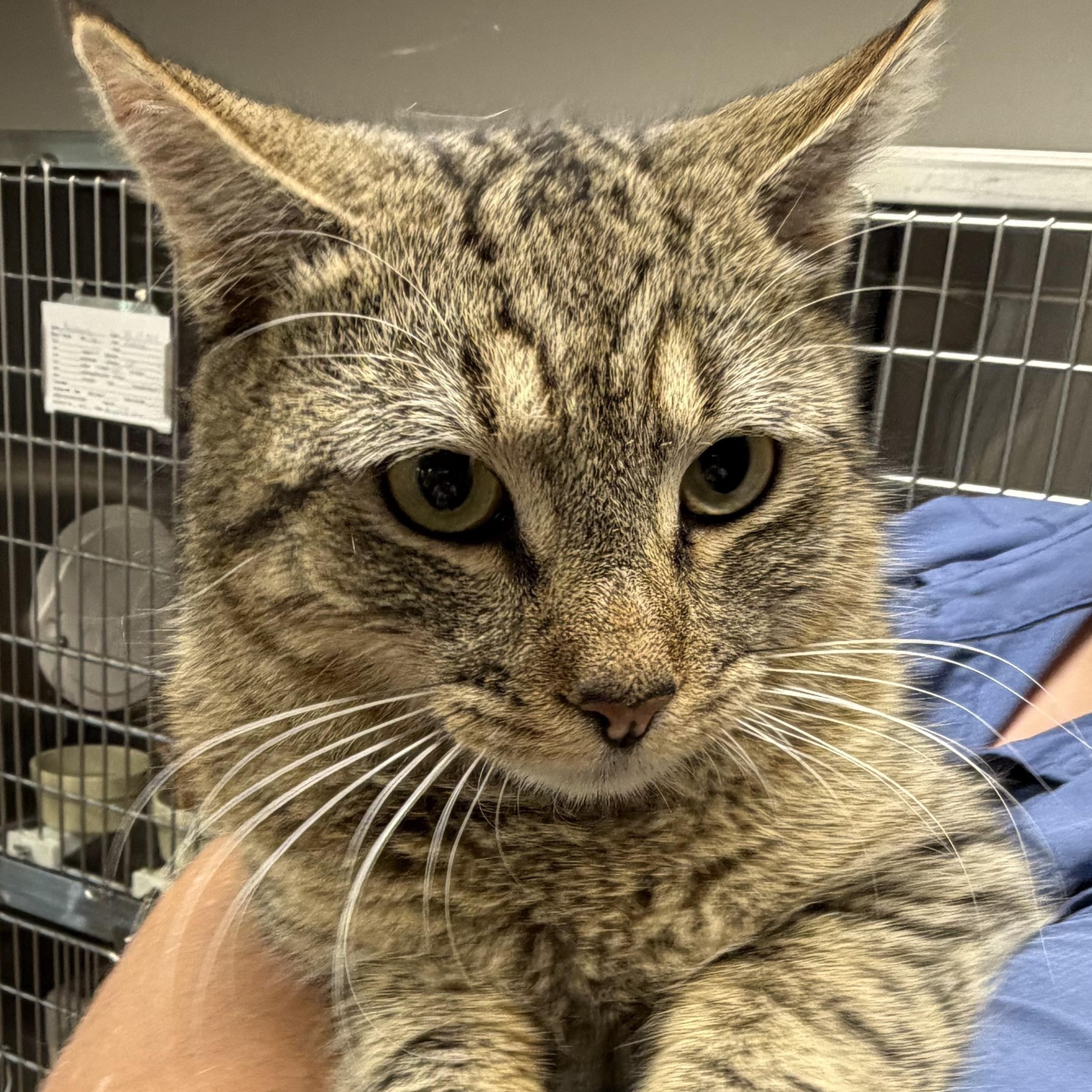 Bow Tie, a ADOPTABLE Domestic Short Hair in Fernandina Beach, FL image 2/4