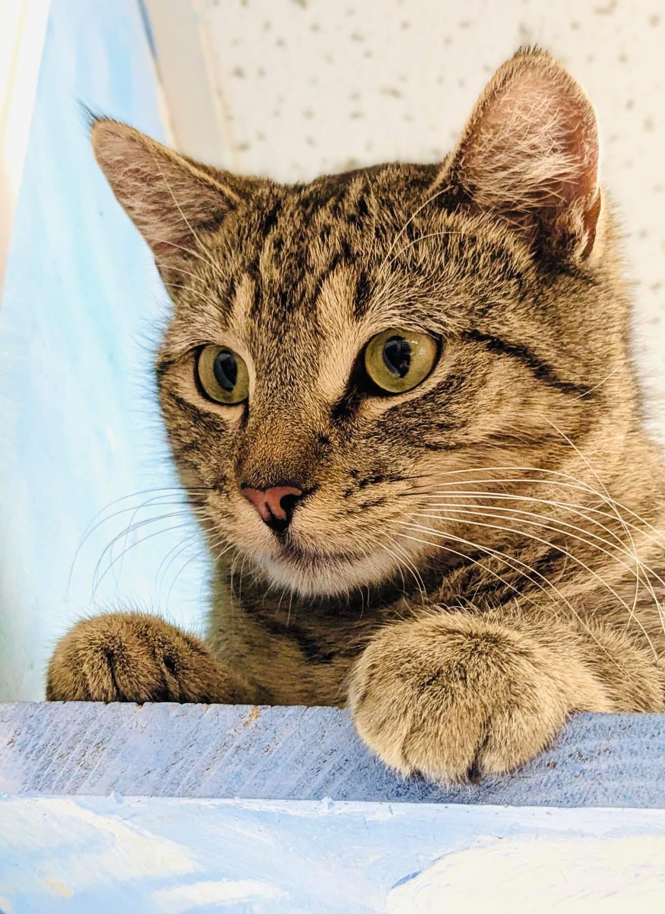 Bow Tie, ADOPTABLE, Adult Male Domestic Short Hair.