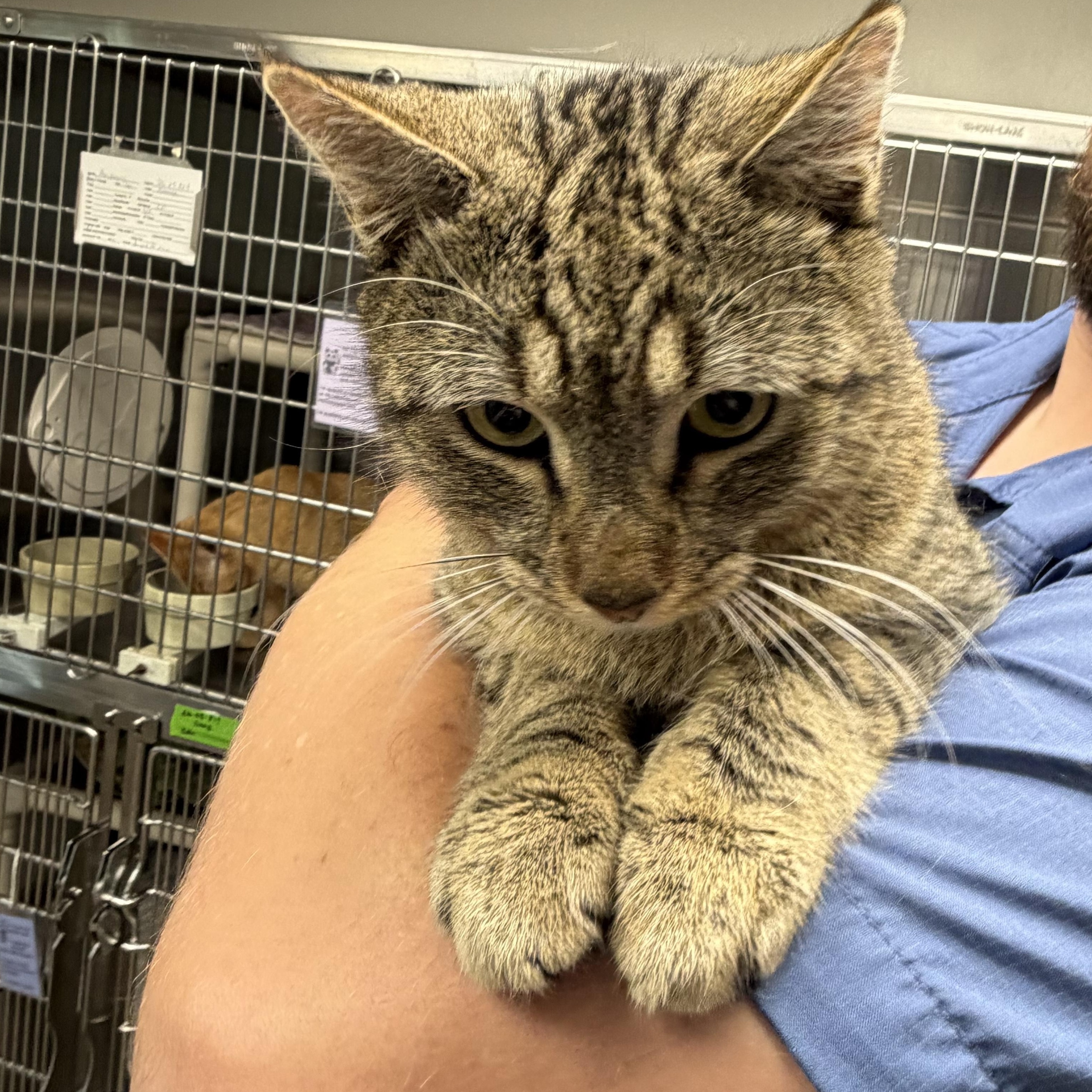 Bow Tie, a ADOPTABLE Domestic Short Hair in Fernandina Beach, FL image 3/4