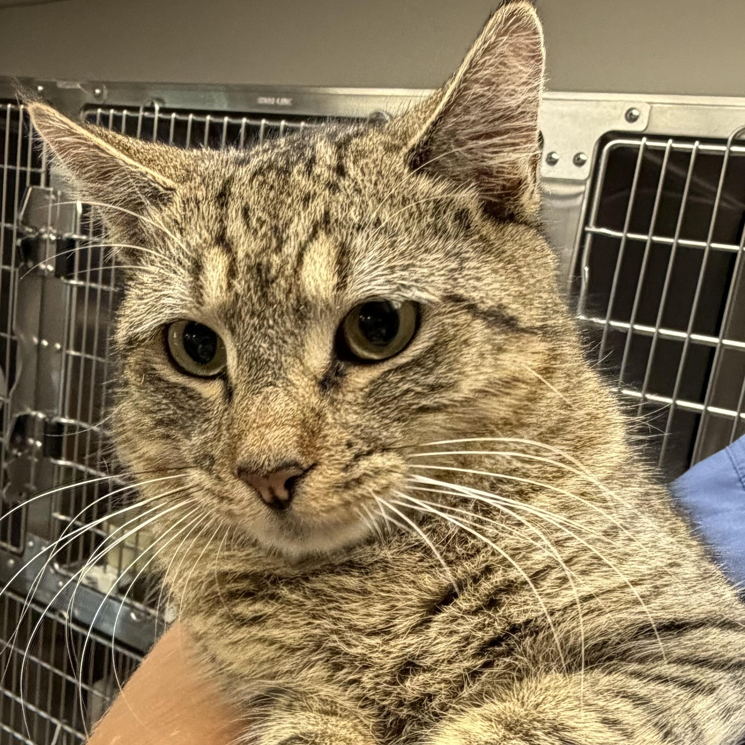 Bow Tie, a ADOPTABLE Domestic Short Hair in Fernandina Beach, FL image 4/4