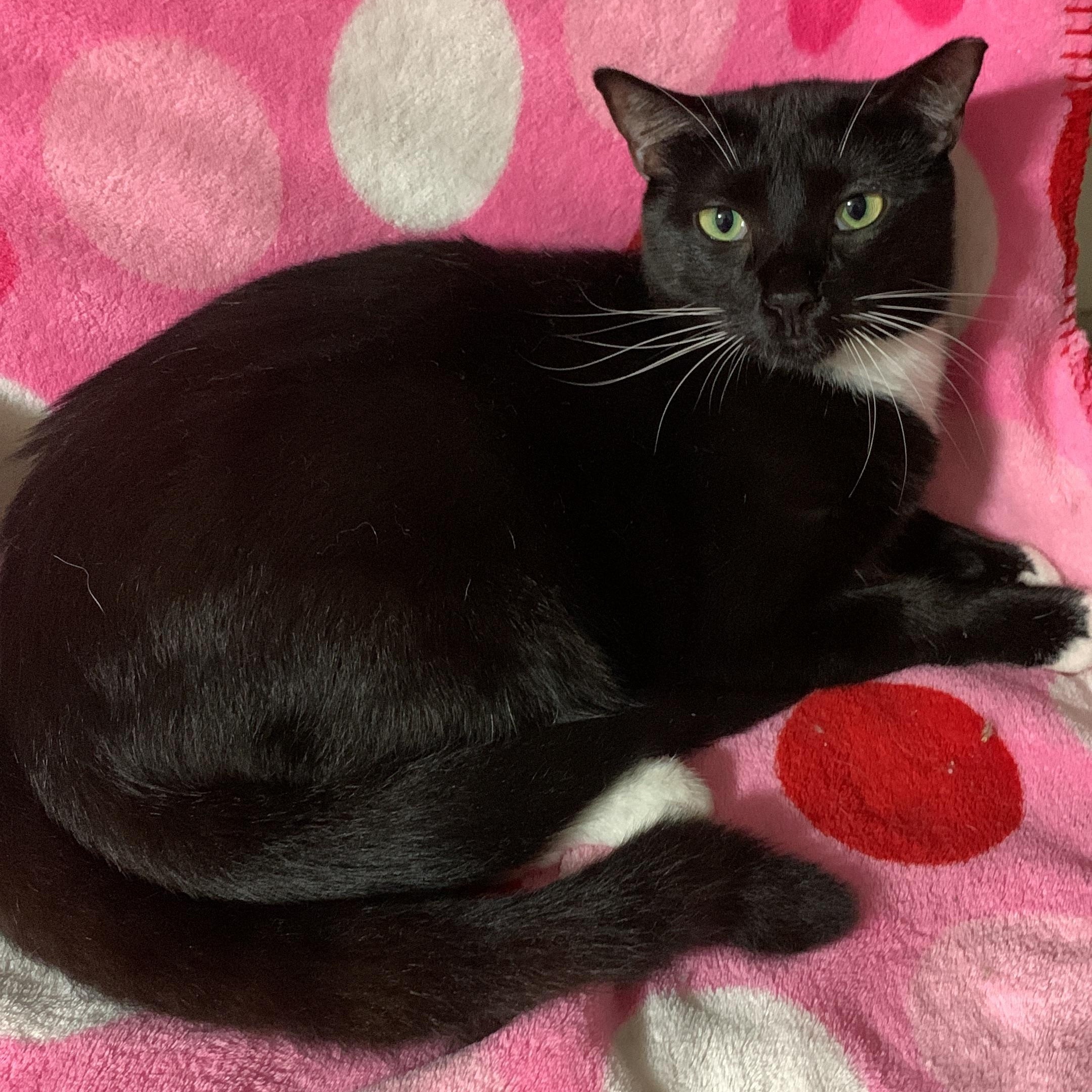 Donna, a Adoptable Tuxedo in Parkland, FL image 2/5