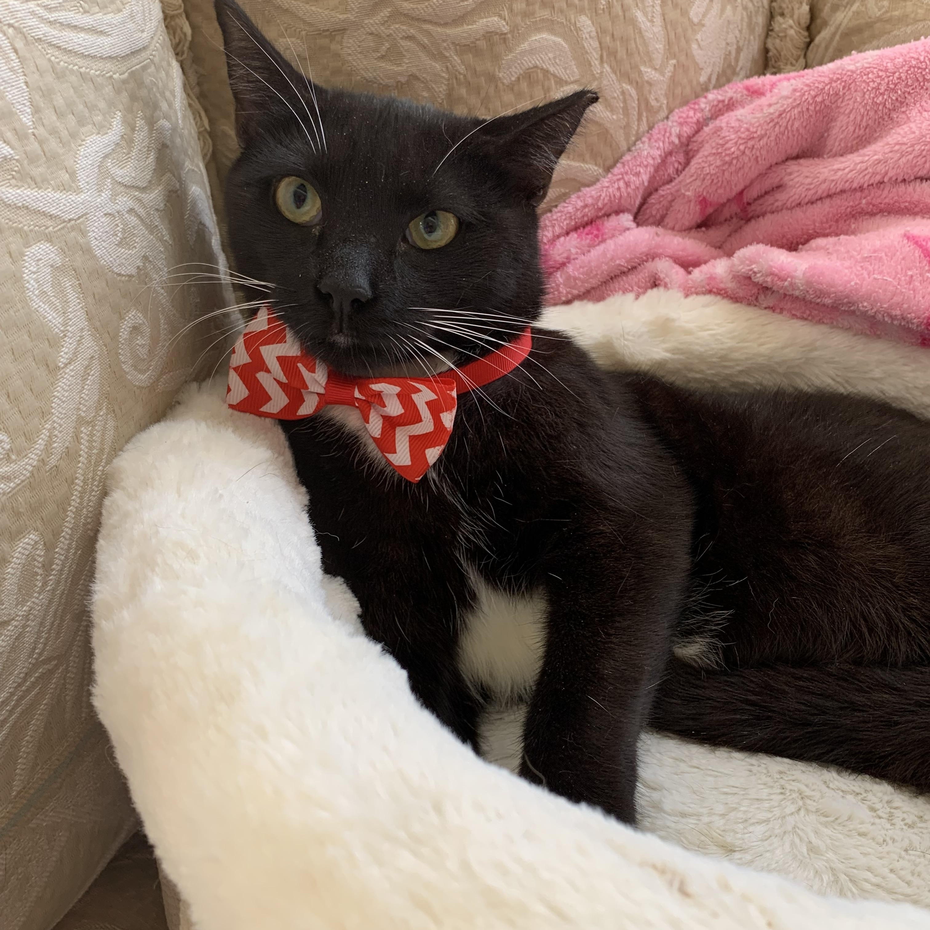 Donna, a Adoptable Tuxedo in Parkland, FL image 4/5