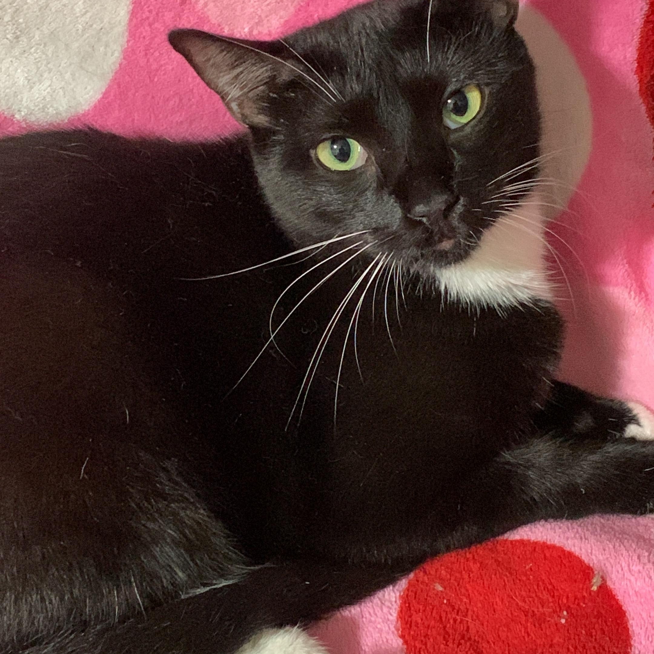 Donna, a Adoptable Tuxedo in Parkland, FL image 1/5