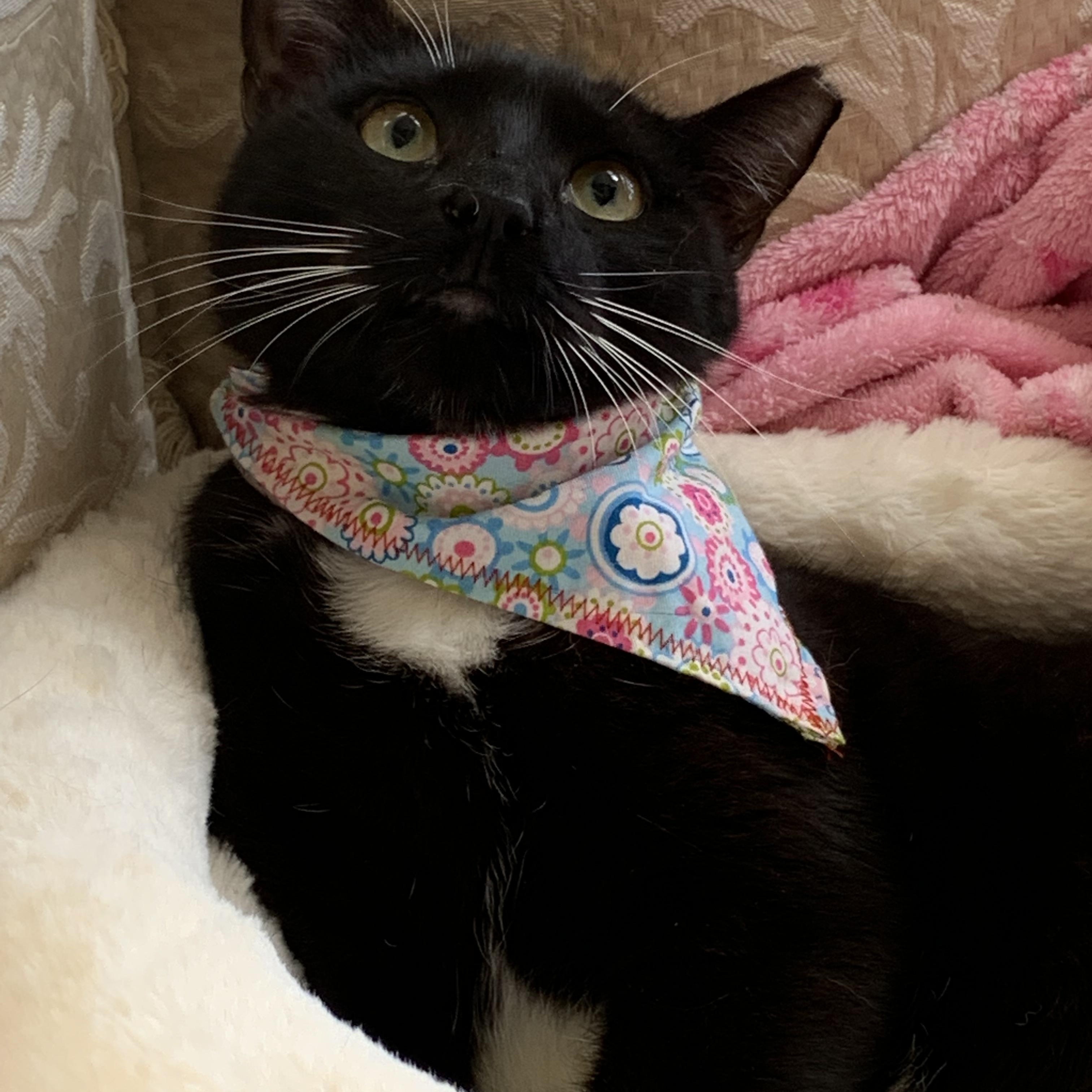 Donna, a Adoptable Tuxedo in Parkland, FL image 3/5