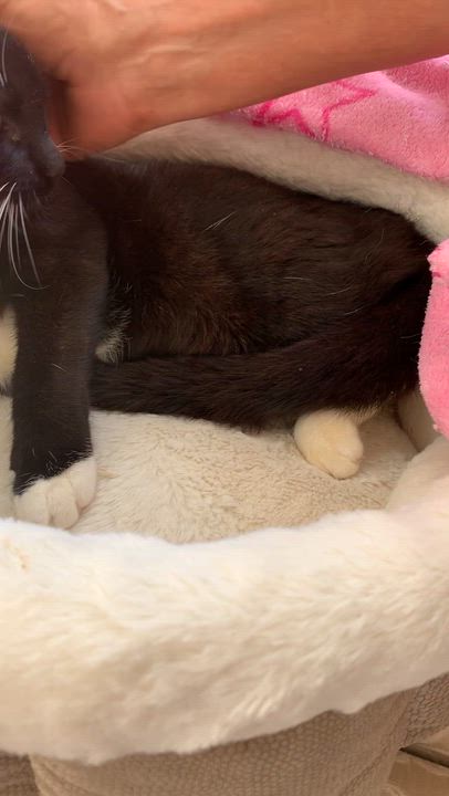 Enlarge Donna, a Adoptable Tuxedo in Parkland, FL video 5/5