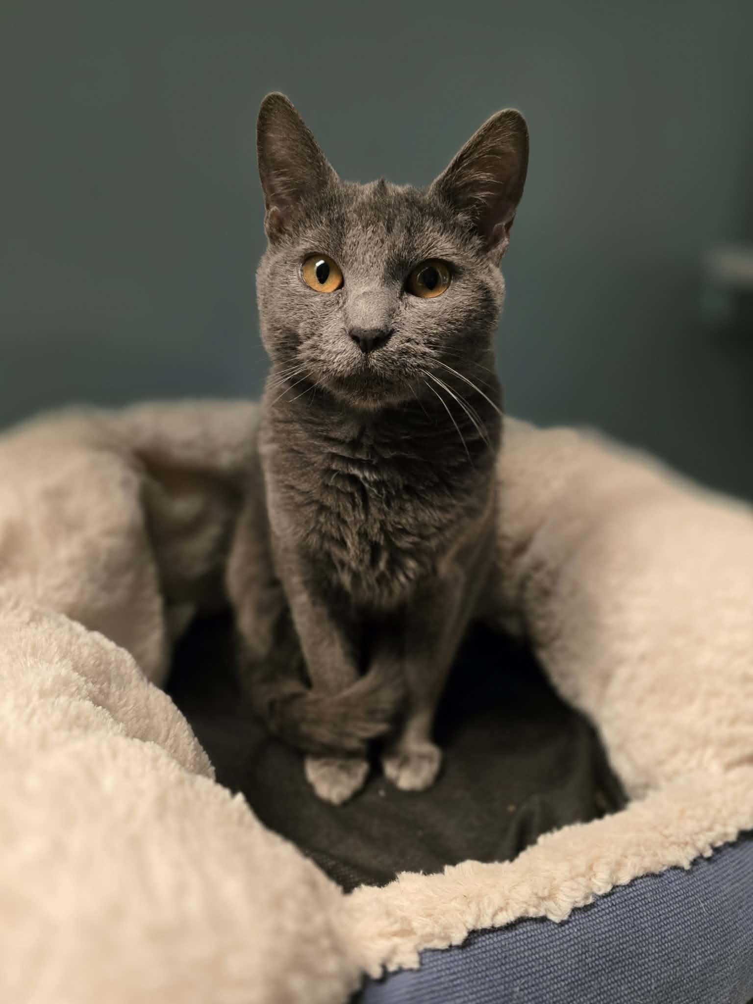 Enlarge Prissy Purr Purrs, an adopted mixed breed in Santa Clara, CA image 2/3