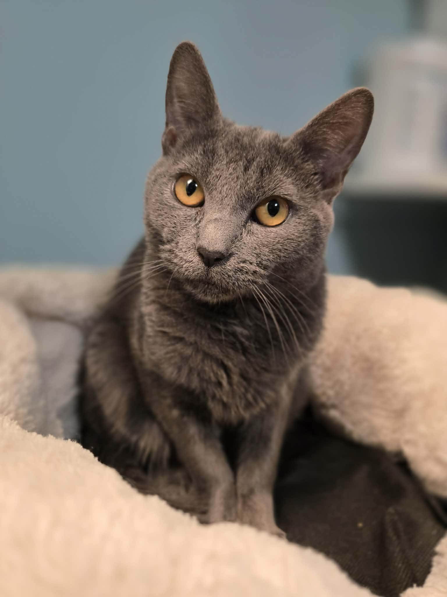 Enlarge Prissy Purr Purrs, an adopted mixed breed in Santa Clara, CA image 1/3