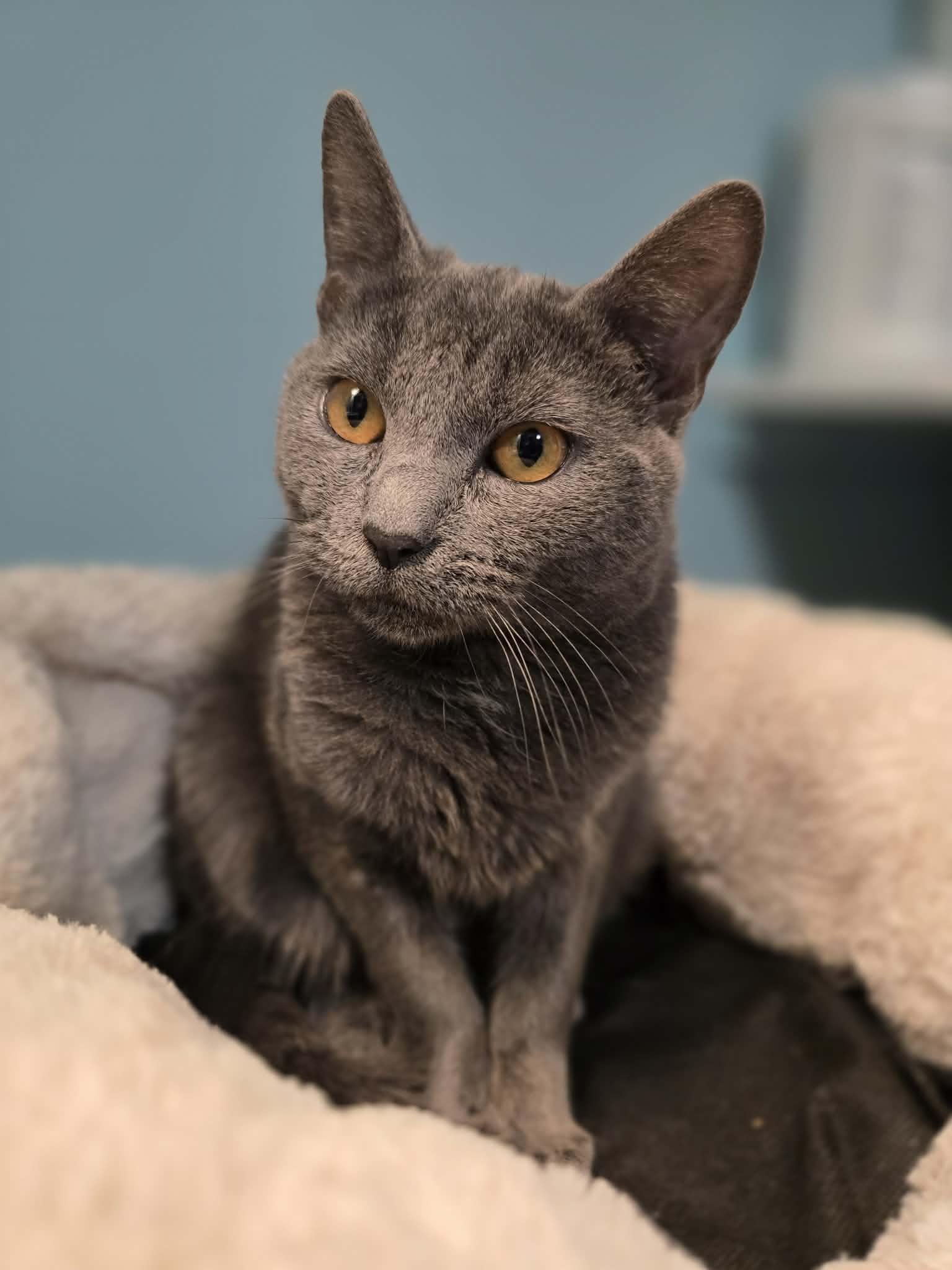 Enlarge Prissy Purr Purrs, an adopted mixed breed in Santa Clara, CA image 3/3