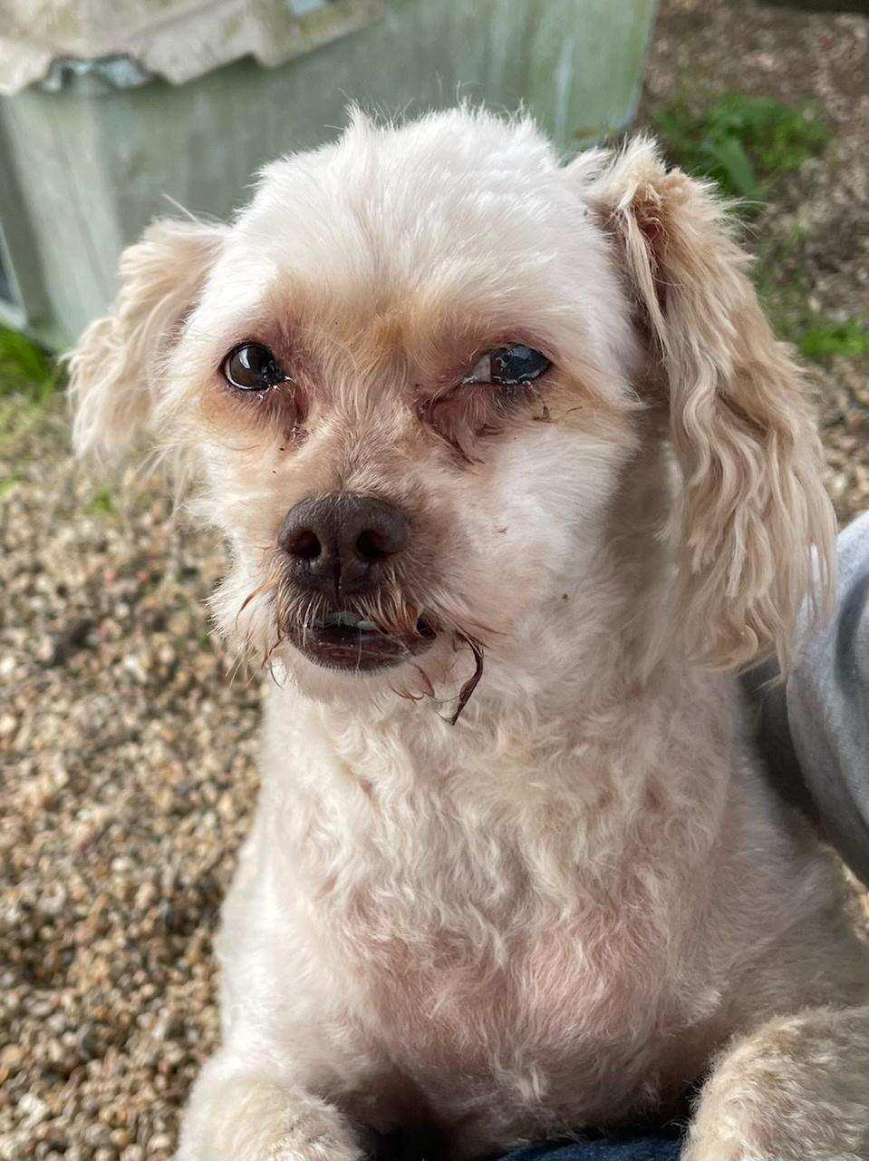 FeFe, Adopted, Adult Female Poodle.