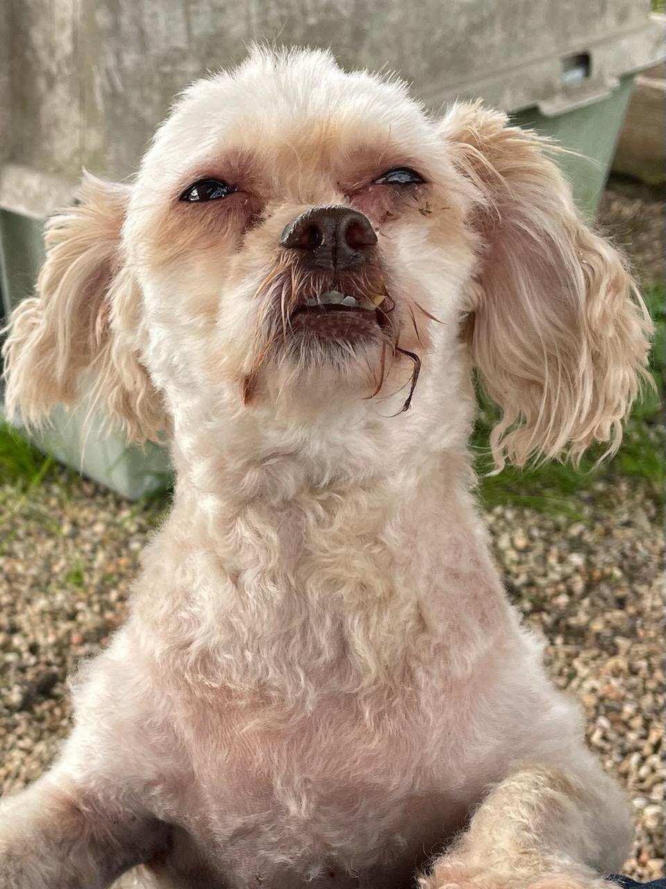 Enlarge FeFe, a Adopted Poodle in Oakhurst, NJ image 2/2