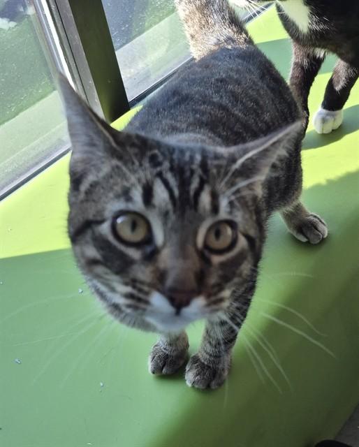 Enlarge RED WADDLE, a Adoptable Domestic Short Hair in Decatur, IL image 1/1