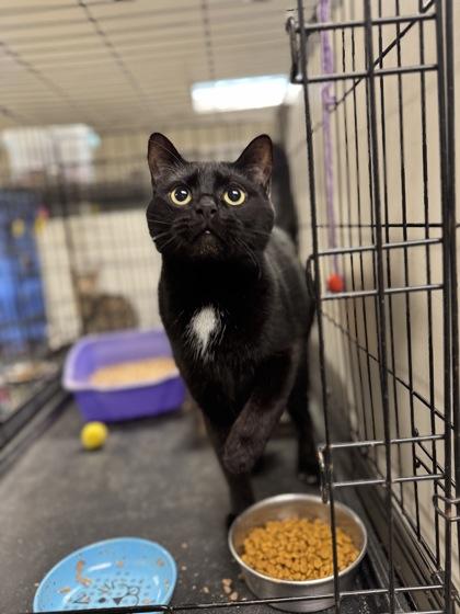 Wyatt — thumbnail 3