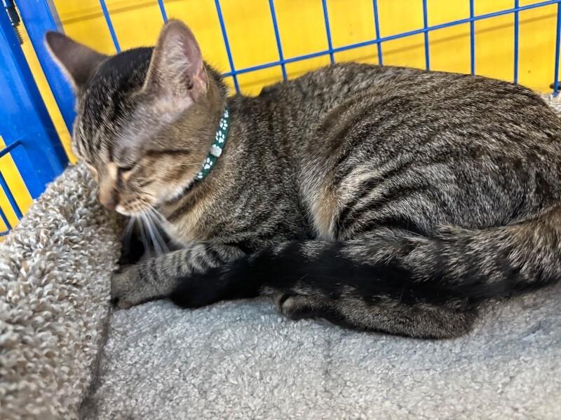 Enlarge Dancer, a Adoptable Domestic Short Hair in Grand Rapids, MI image 1/4