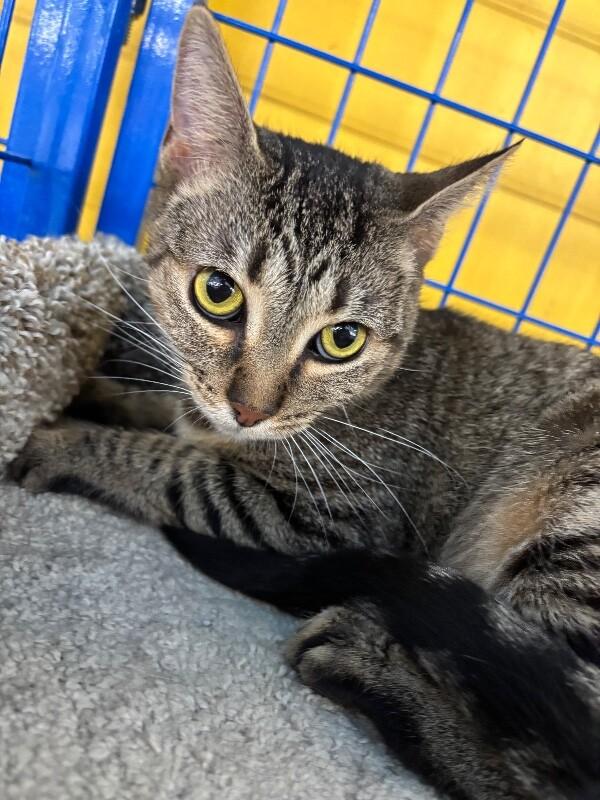 Enlarge Dancer, a Adoptable Domestic Short Hair in Grand Rapids, MI image 2/4