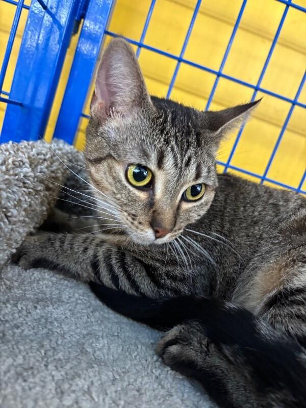 Enlarge Dancer, a Adoptable Domestic Short Hair in Grand Rapids, MI image 3/4