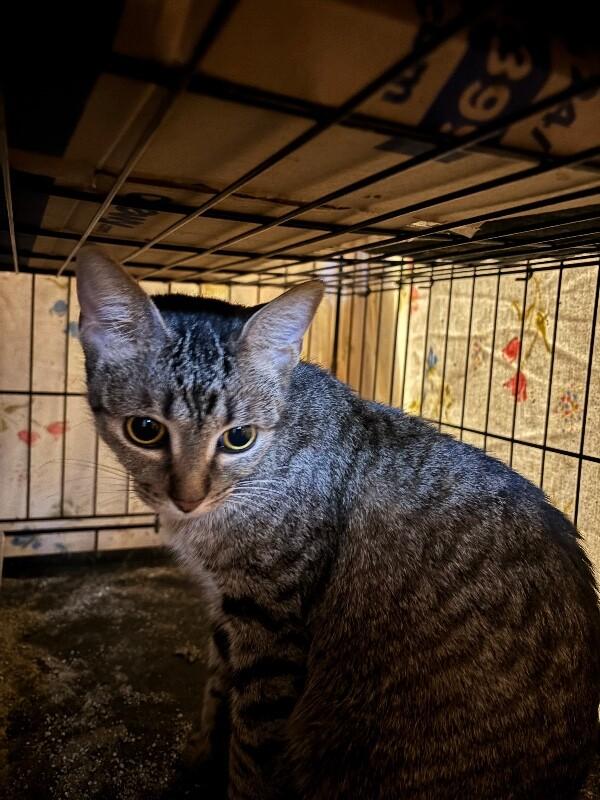 Dancer, Adoptable, Adult Female Domestic Short Hair.