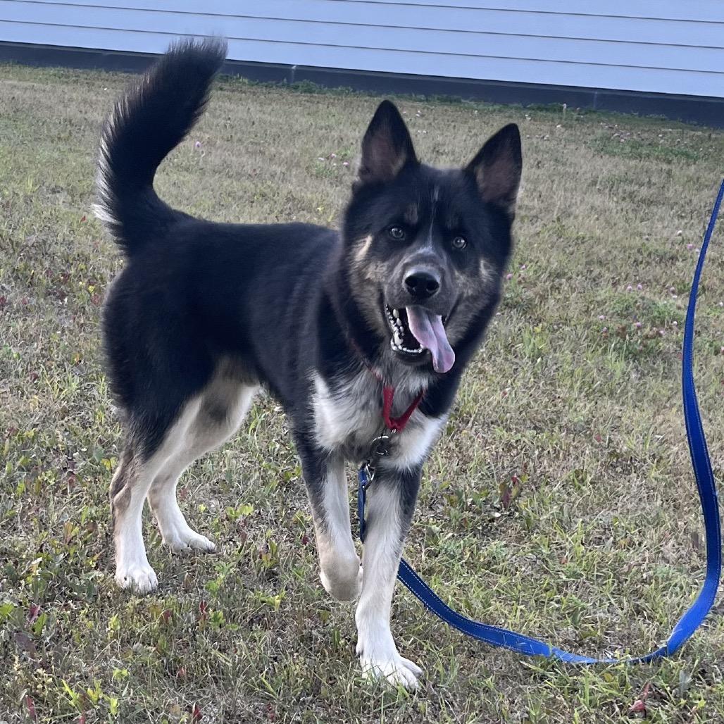 Enlarge Xavier, a Adopted Husky in Crookston, MN image 2/4