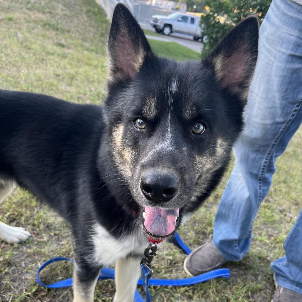Xavier, Adopted, Young Male Husky.