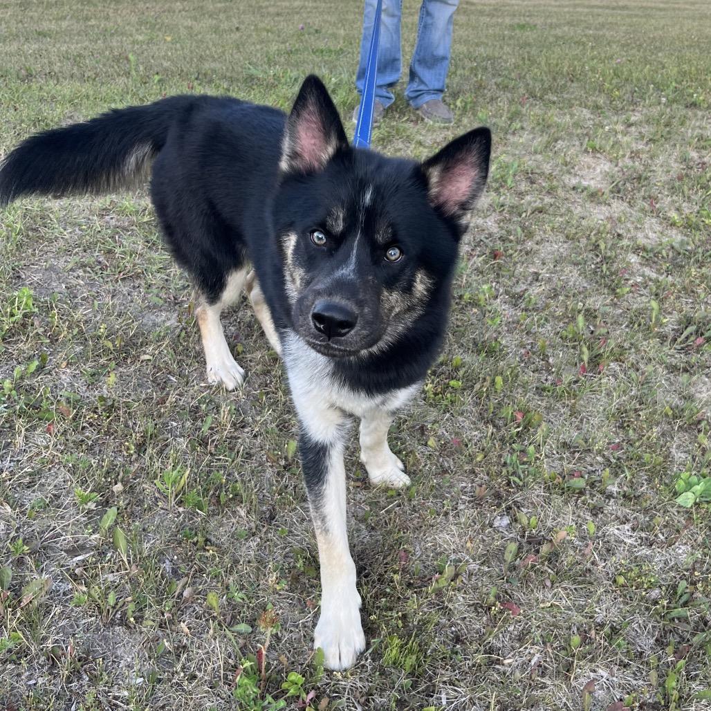 Enlarge Xavier, a Adopted Husky in Crookston, MN image 3/4