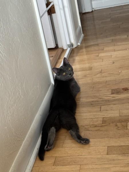 Enlarge Jazz, a Adoptable Russian Blue in Springfield, OR image 4/5