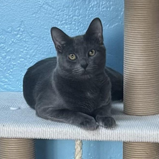 Jazz, Adoptable, Young Female Russian Blue.