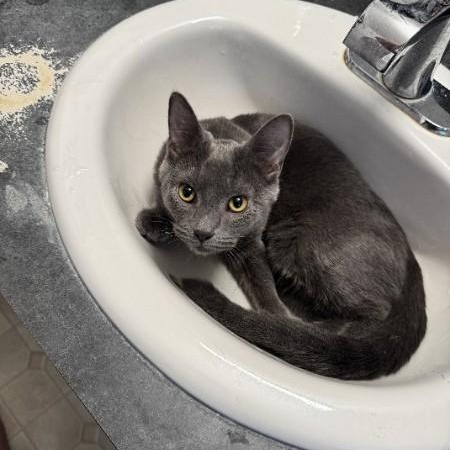 Enlarge Jazz, a Adoptable Russian Blue in Springfield, OR image 5/5