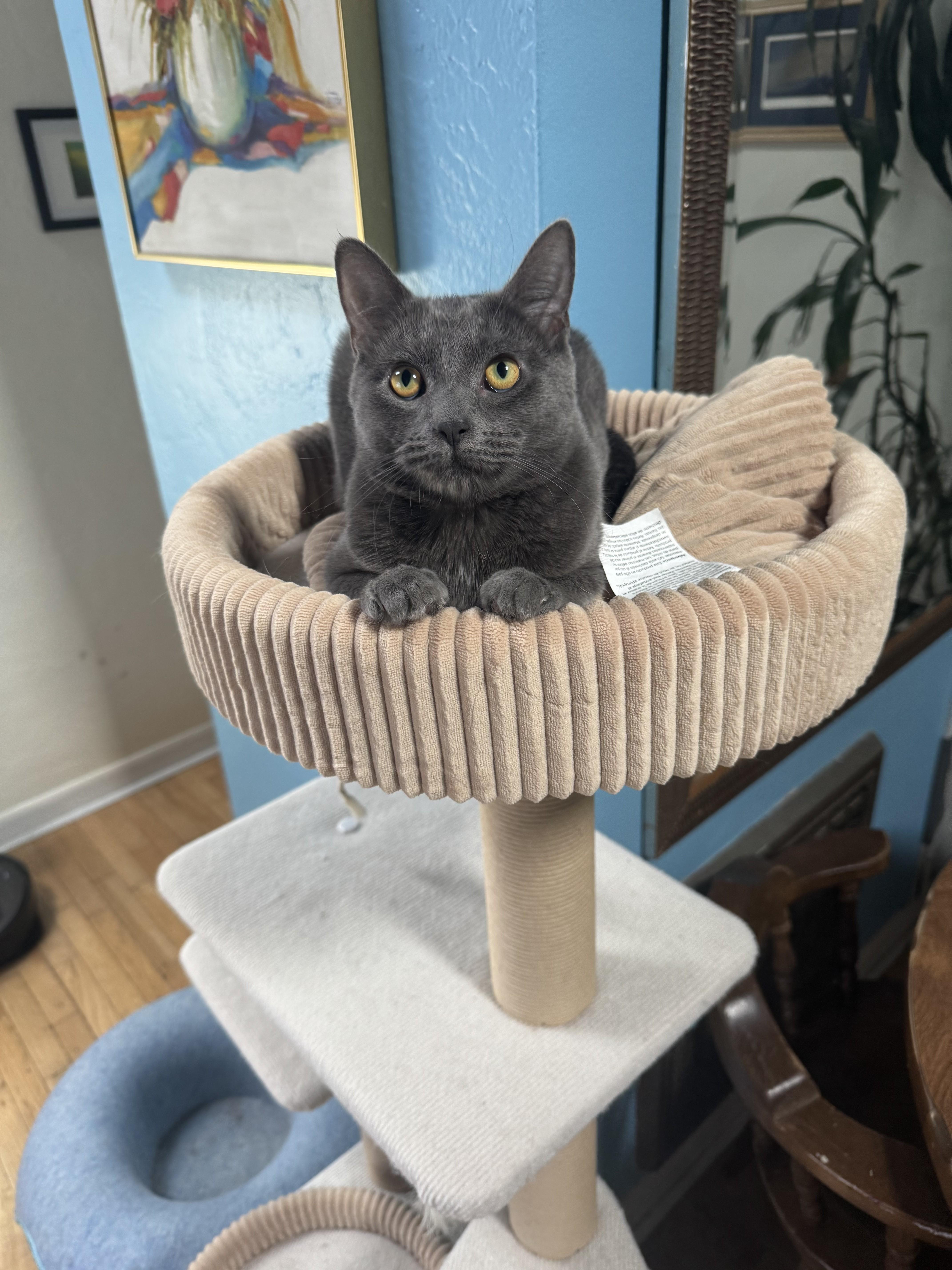 Enlarge Jazz, a Adoptable Russian Blue in Springfield, OR image 3/5