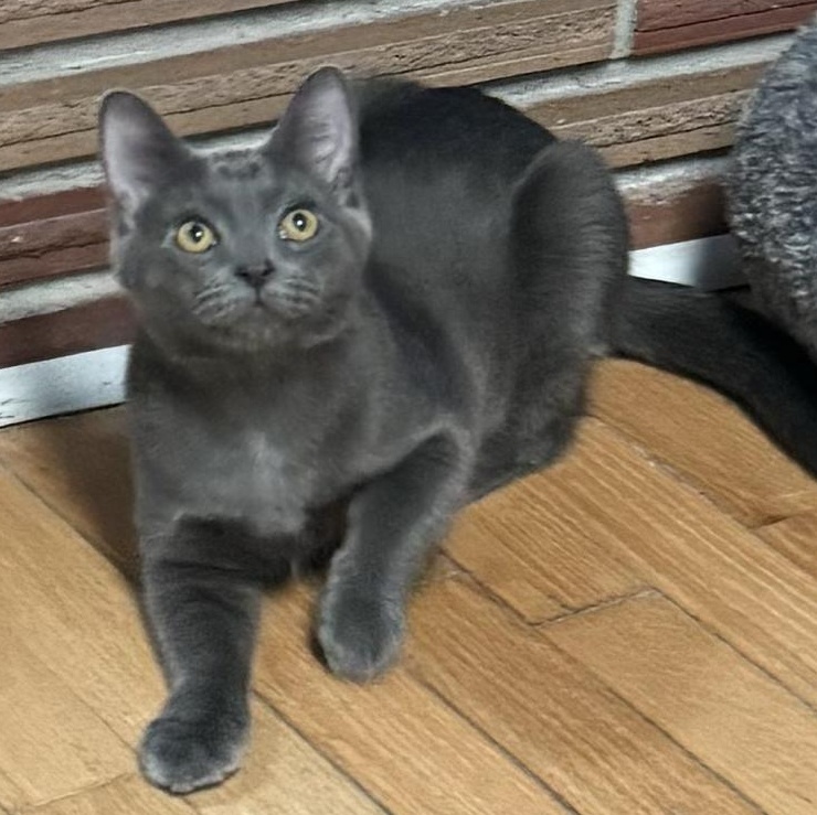 Enlarge Jazz, a Adoptable Russian Blue in Springfield, OR image 2/5