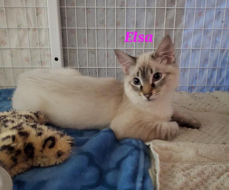 Elsa, Adoptable, Adult Female Domestic Medium Hair.