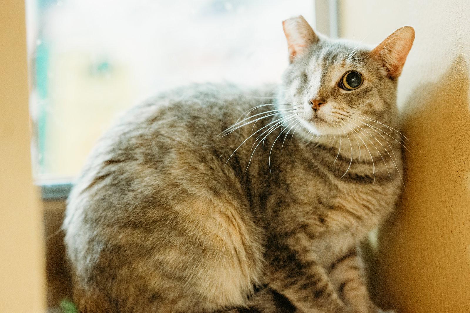 Enlarge Jackie, a Adopted Domestic Short Hair in McKinney, TX image 2/3