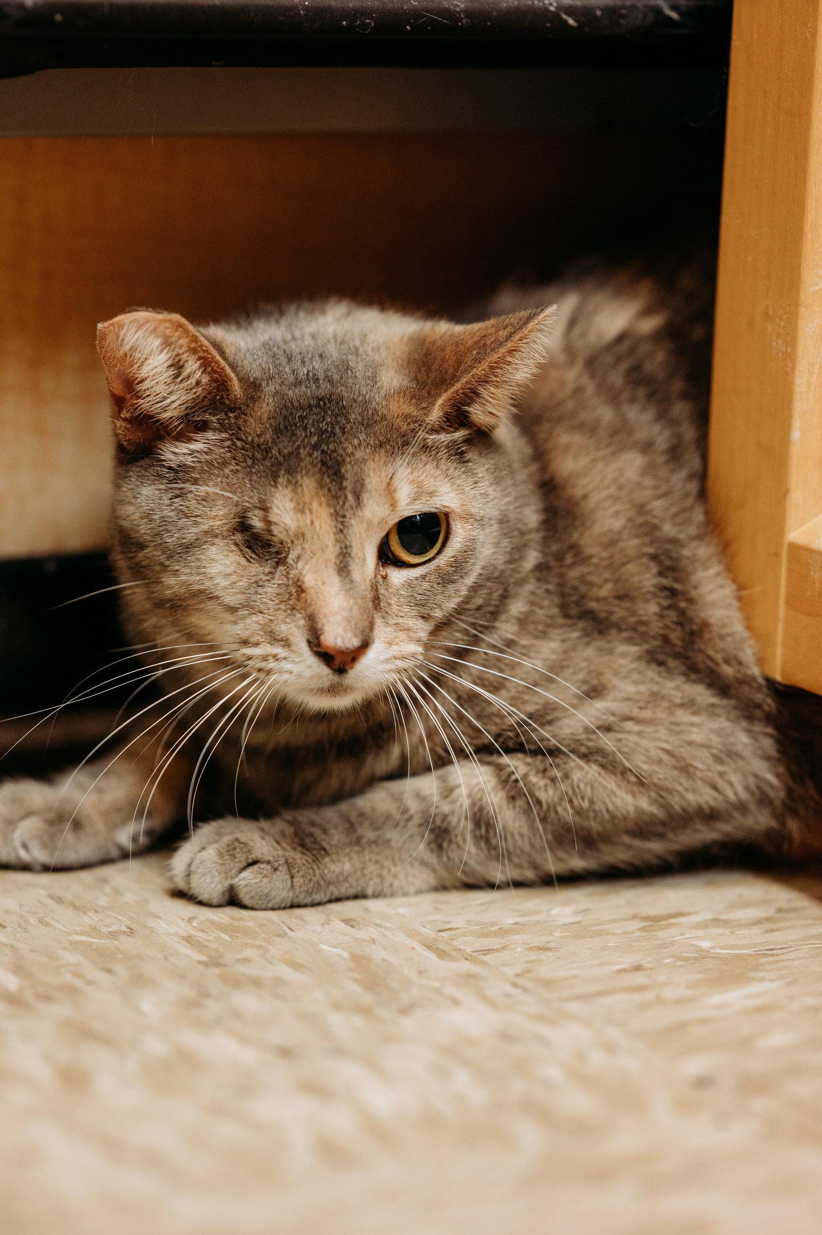 Enlarge Jackie, a Adopted Domestic Short Hair in McKinney, TX image 3/3