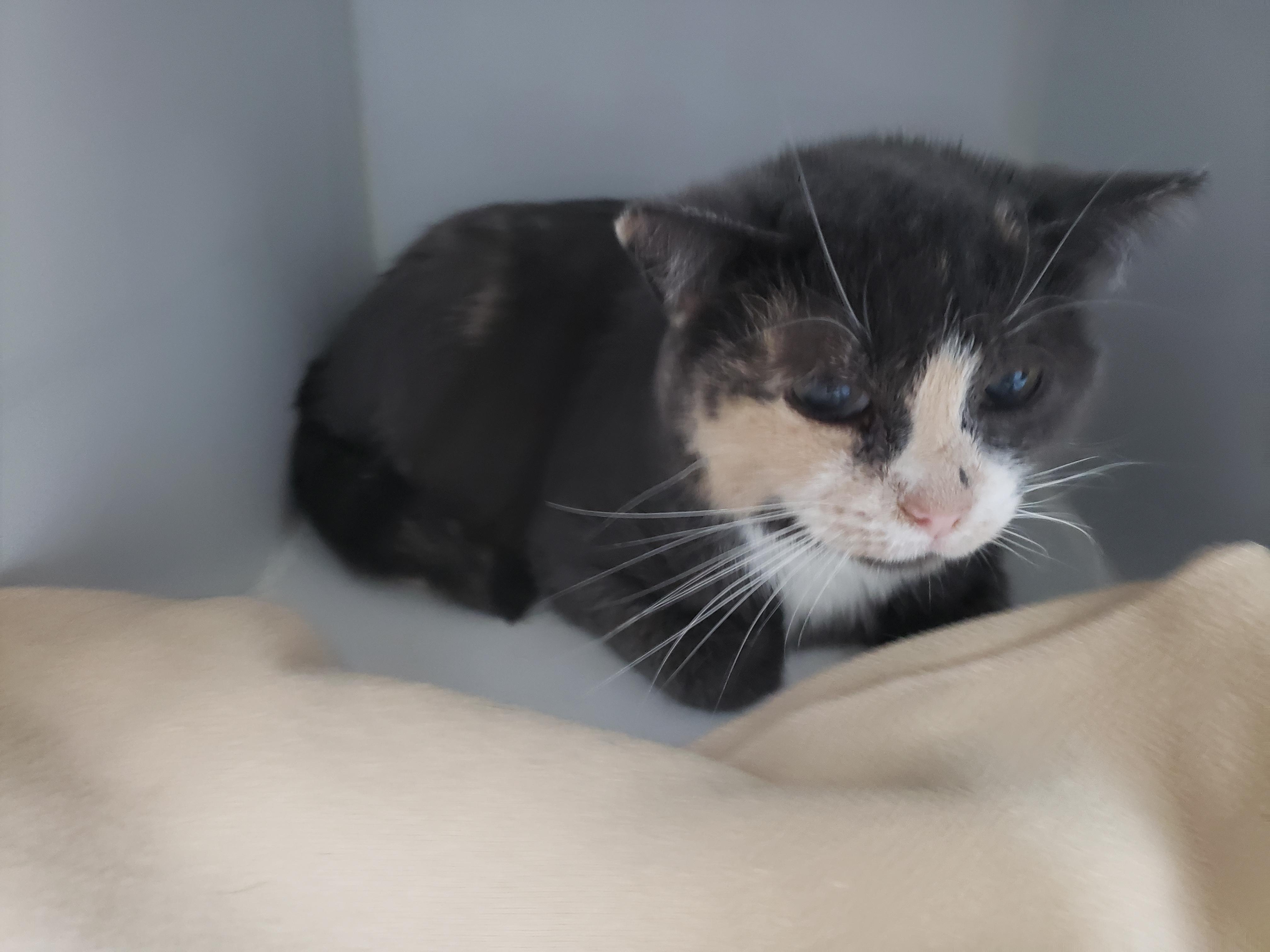 Lilas, Adoptable, Young Female Domestic Short Hair.