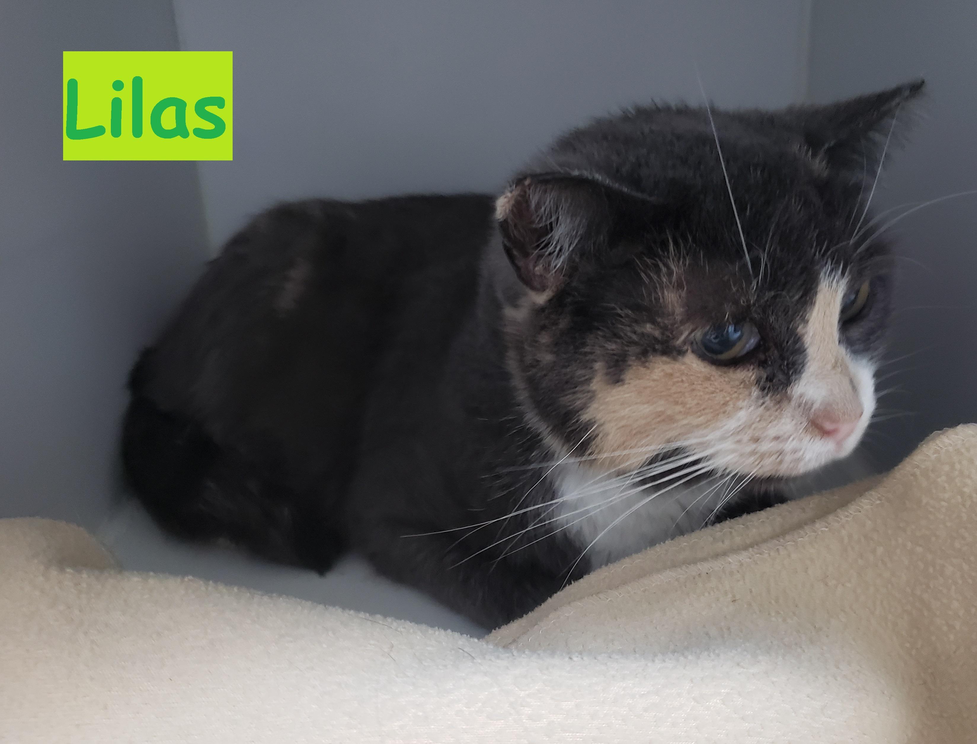 Enlarge Lilas, a Adoptable Domestic Short Hair in Candiac, QC image 2/3
