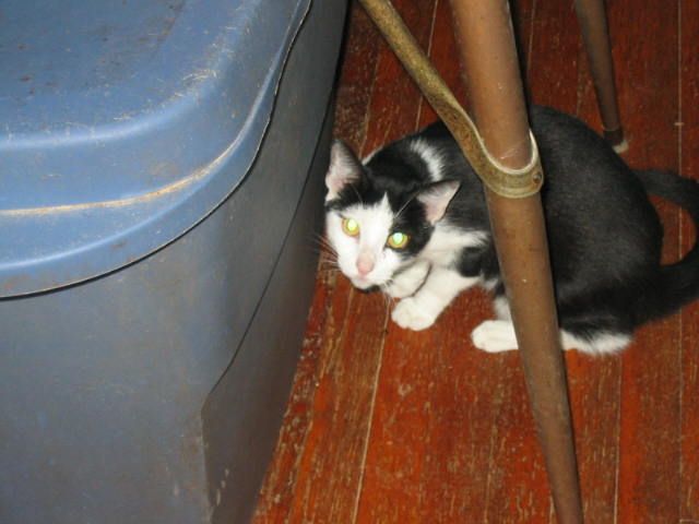 Enlarge Sage, a Adoptable Domestic Short Hair in Brooklyn, NY image 2/3