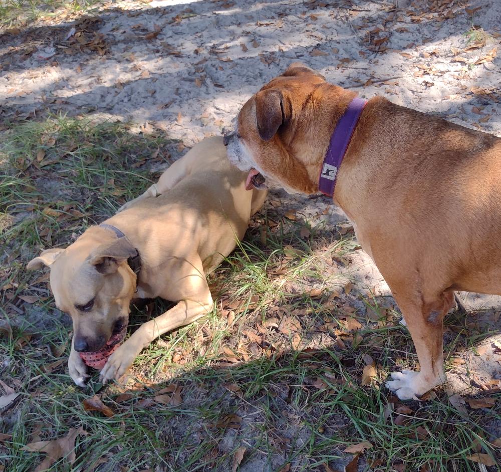 Enlarge Gilley, a Adoptable mixed breed in Camden, SC image 3/6