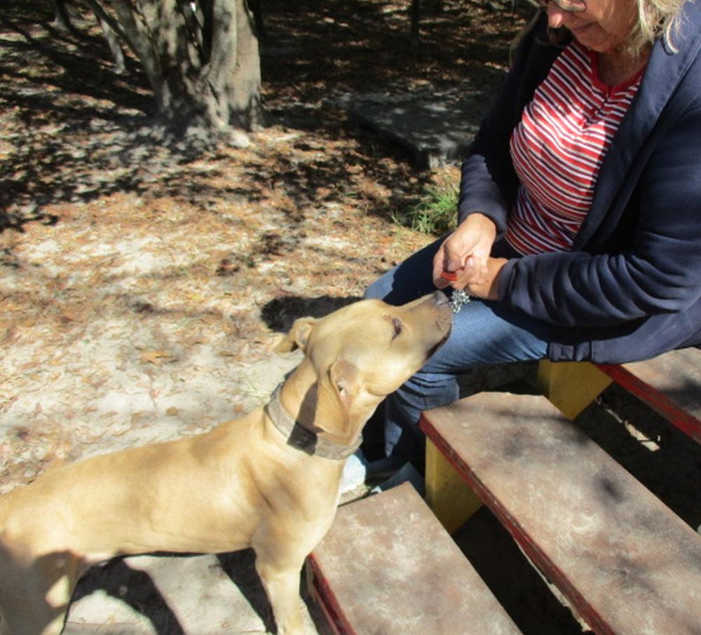Enlarge Gilley, a Adoptable mixed breed in Camden, SC image 2/6