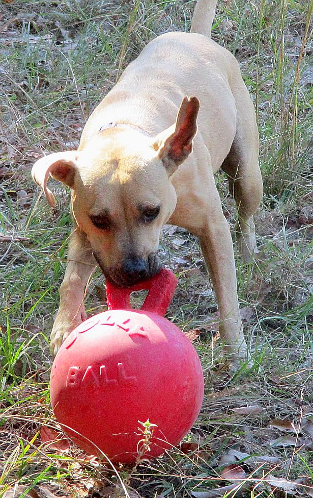 Enlarge Gilley, a Adoptable mixed breed in Camden, SC image 4/6