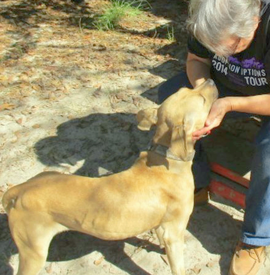 Enlarge Gilley, a Adoptable mixed breed in Camden, SC image 1/11