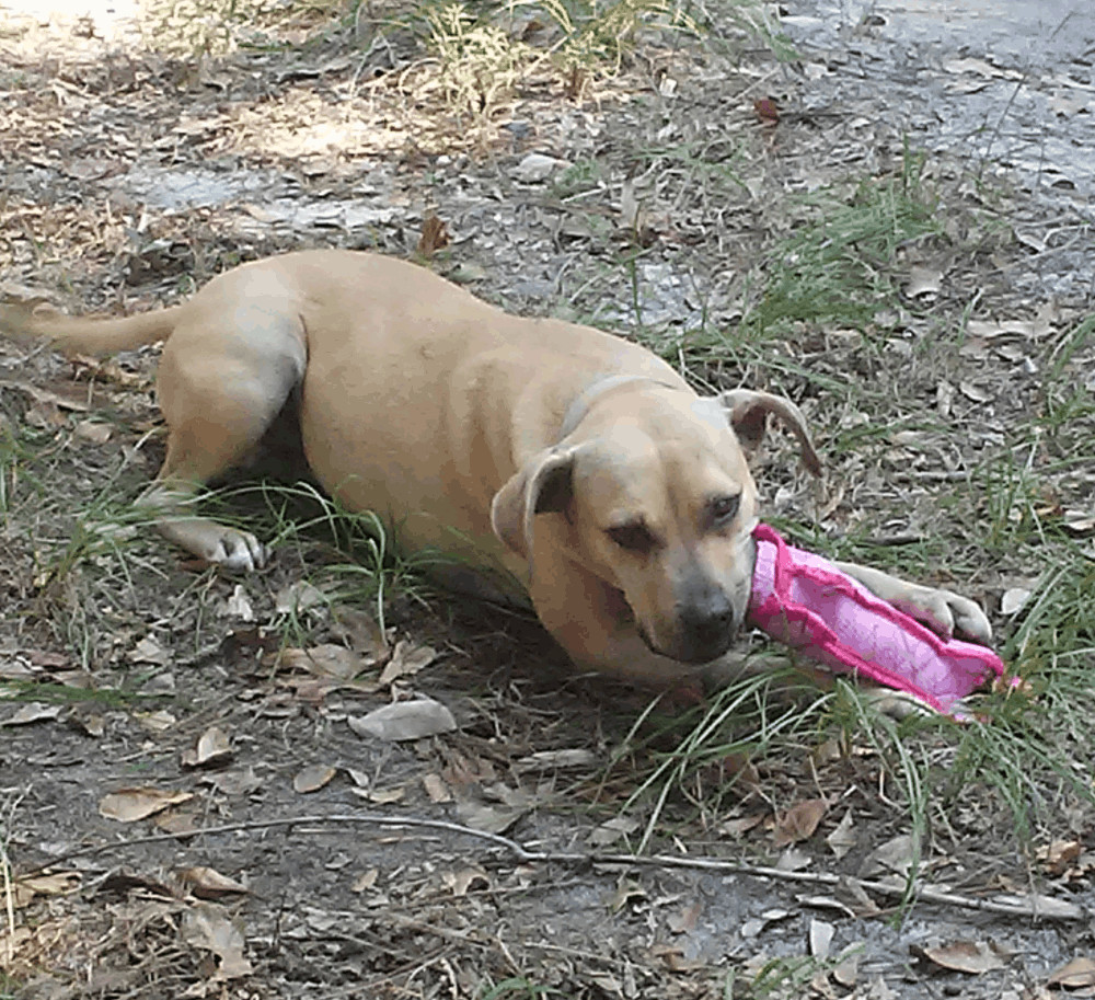 Gilley, Adult Female Labrador Retriever