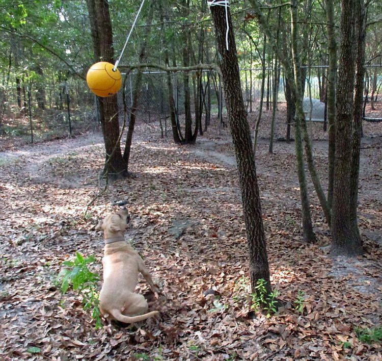 Enlarge Gilley, a Adoptable mixed breed in Camden, SC image 3/11