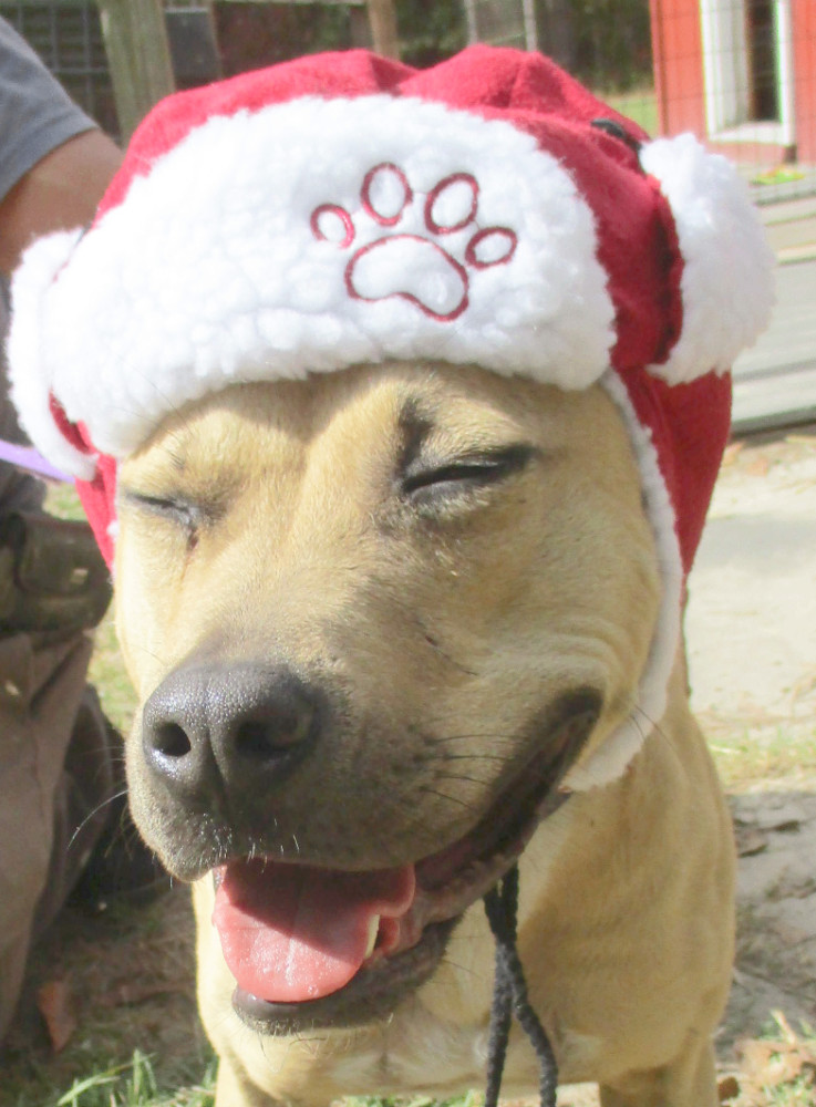 Enlarge Gilley, a Adoptable mixed breed in Camden, SC image 4/11