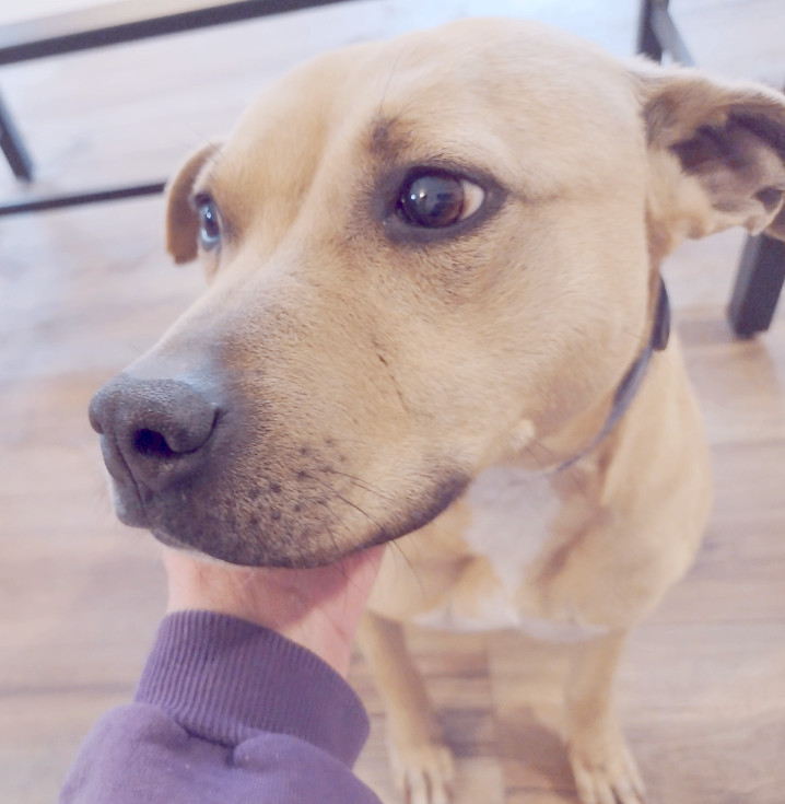 Enlarge Gilley, a Adoptable mixed breed in Camden, SC image 5/11