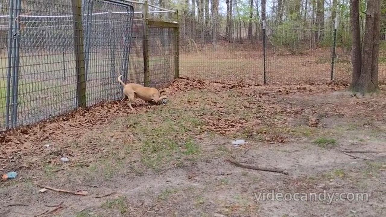 Enlarge Gilley, a Adoptable mixed breed in Camden, SC video 6/6