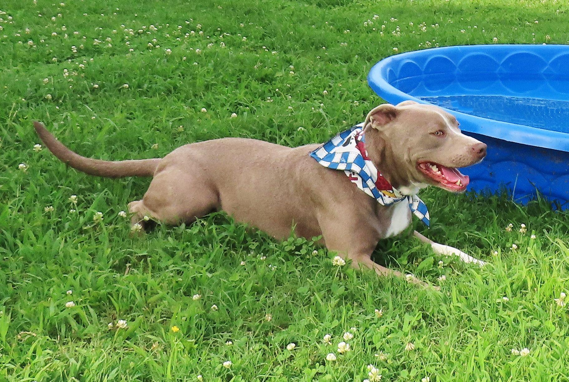 Spice Girl 26C-120A, a Adoptable American Staffordshire Terrier in Rogers, AR image 4/5