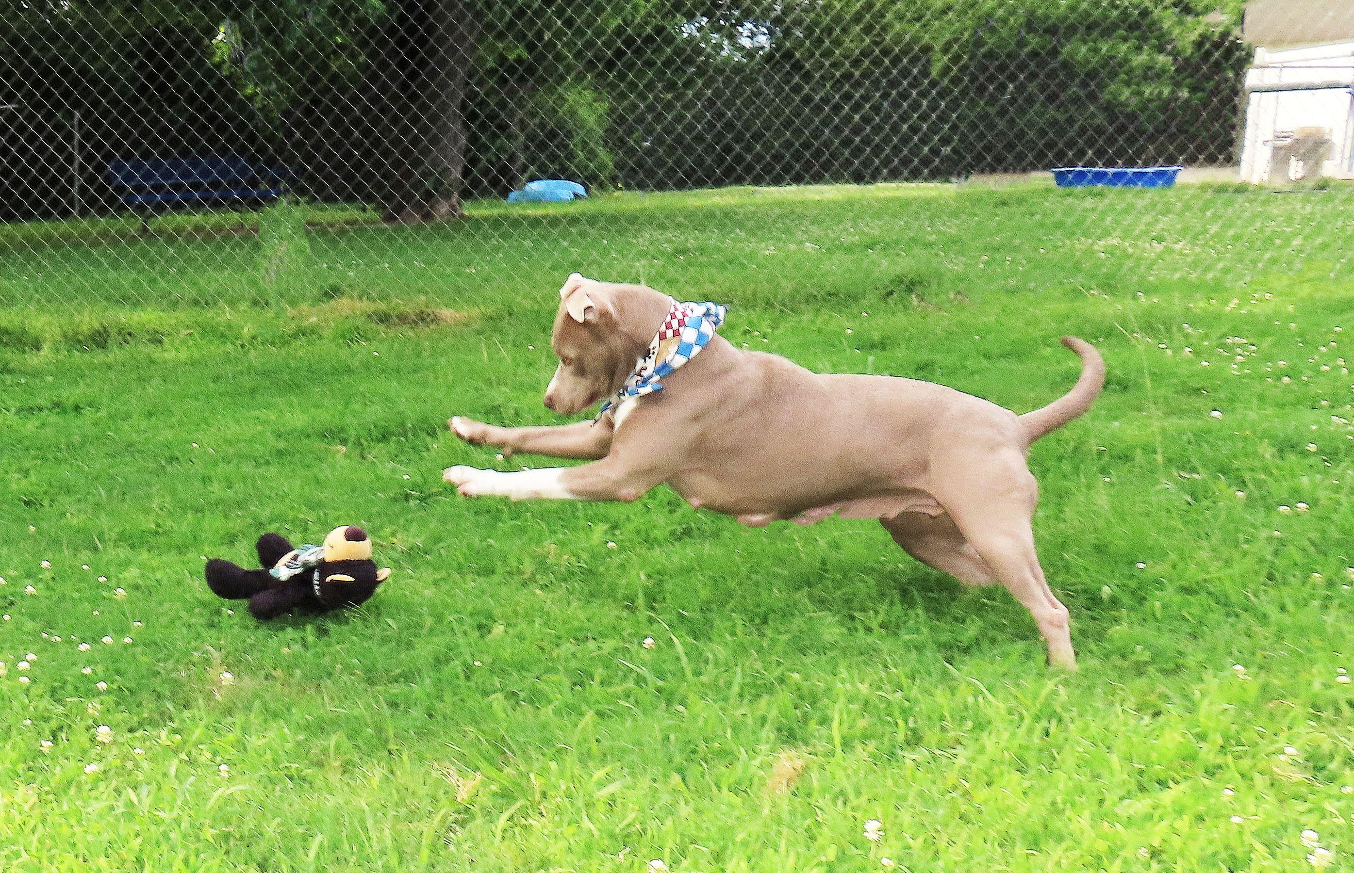 Spice Girl 26C-120A, a Adoptable American Staffordshire Terrier in Rogers, AR image 3/5